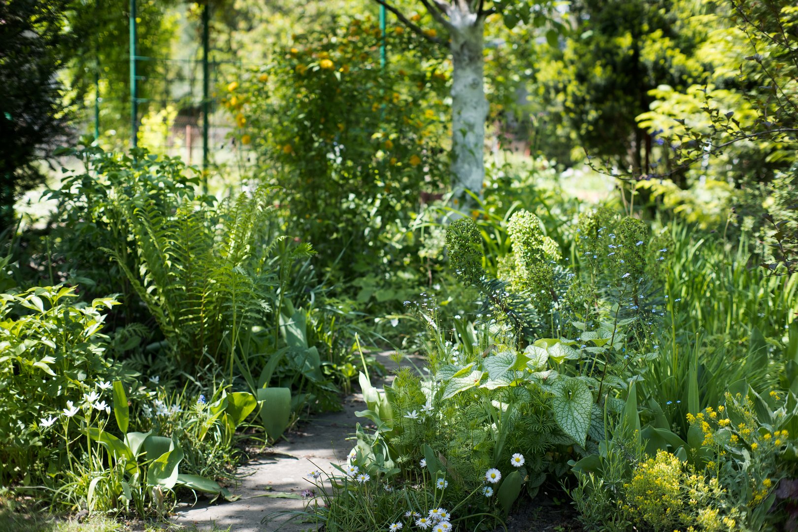 Flower bed in the shade of fruit trees, gardening.