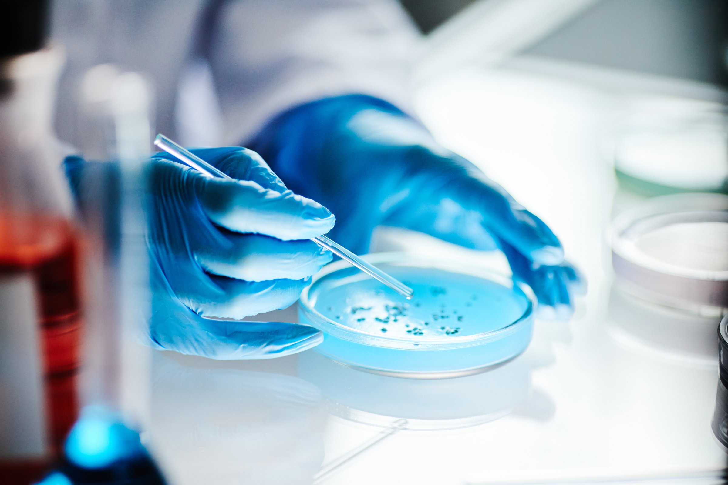 Close up on hands of unrecognizable scientist in vinyl gloves dripping liquid from pipette into petri dish studying microbiology at light table in laboratory, copy space
