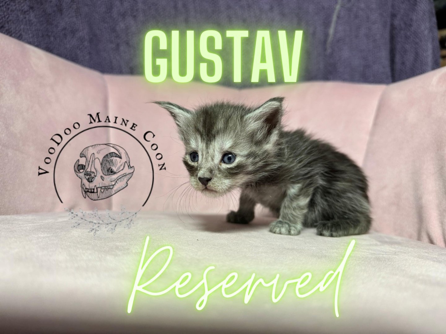 Grey Maine Coon kitten on a pink couch with 'Gustav Reserved' text and VooDoo Maine Coon logo.