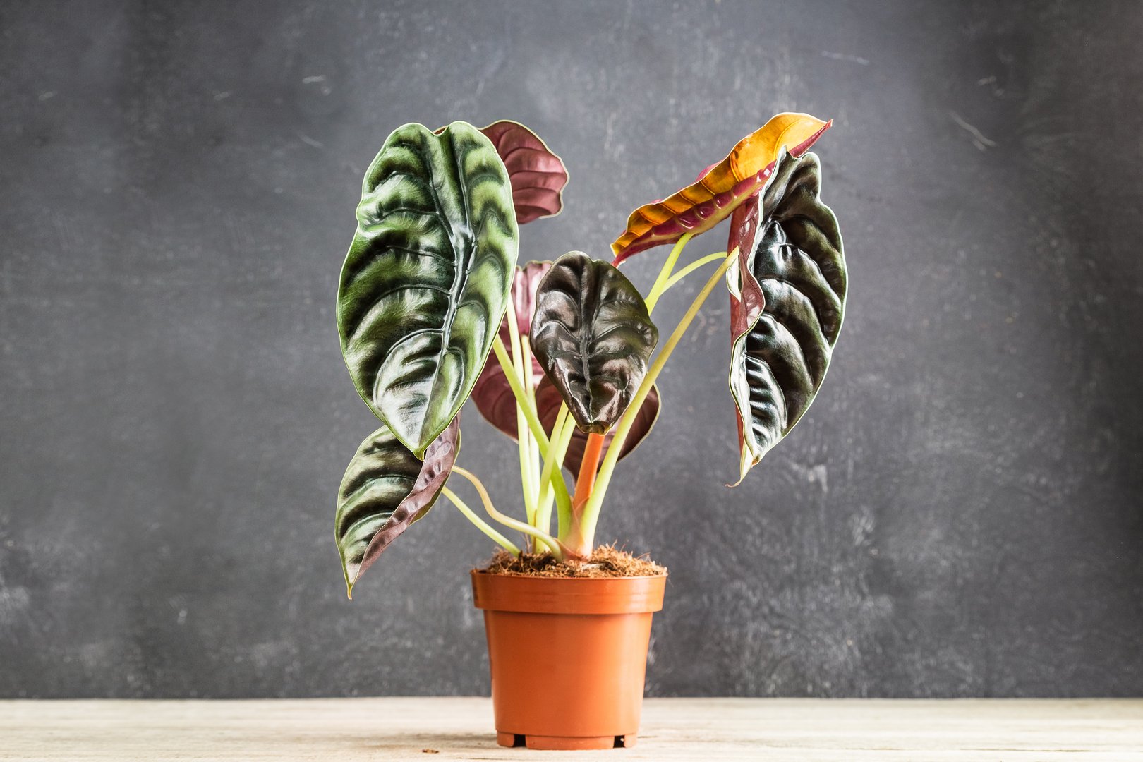 Amazing leaves of Alocasia Cuprea Red Secret, exotic houseplant on a dark background in plastic plant pot.