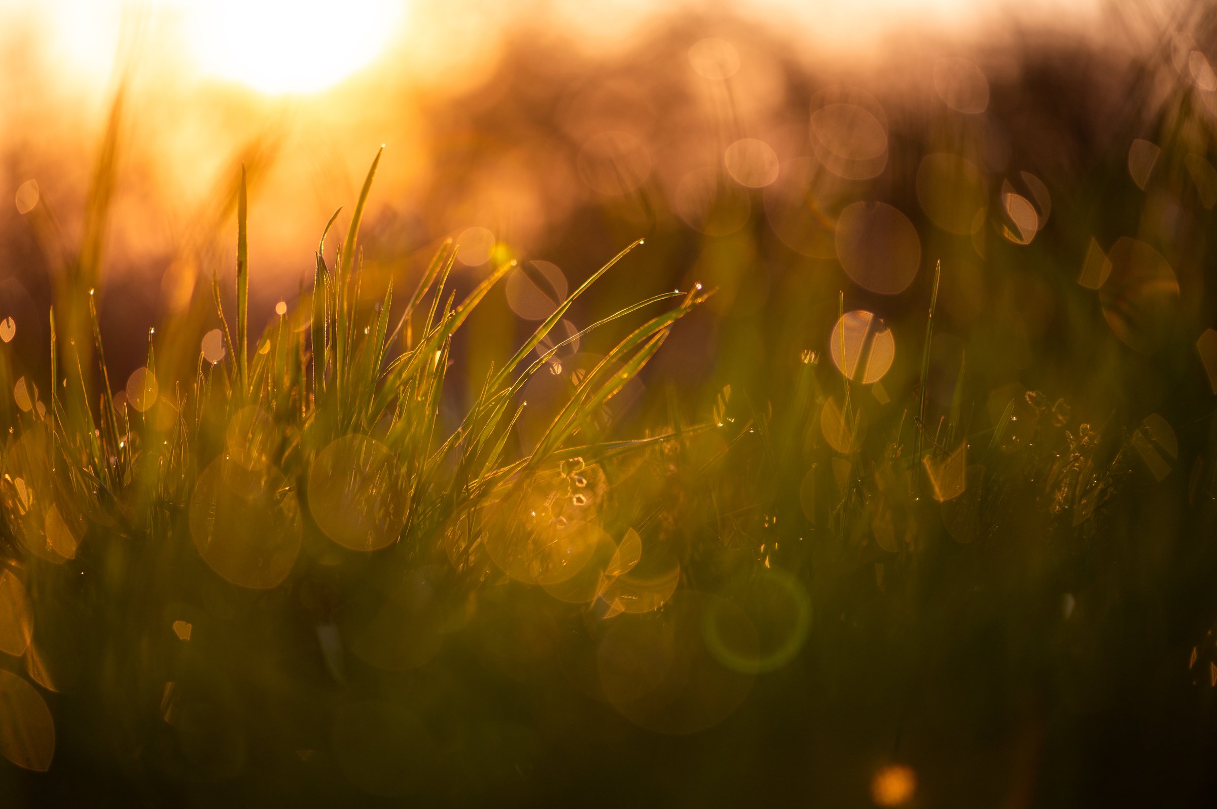 Close-up of grass with morning dew shining in golden backlight and soft bokeh at sunrise or sunset