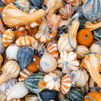 Rows of fresh pumpkins at Gordon Family Farm showing the quality and variety available for autumn decorating