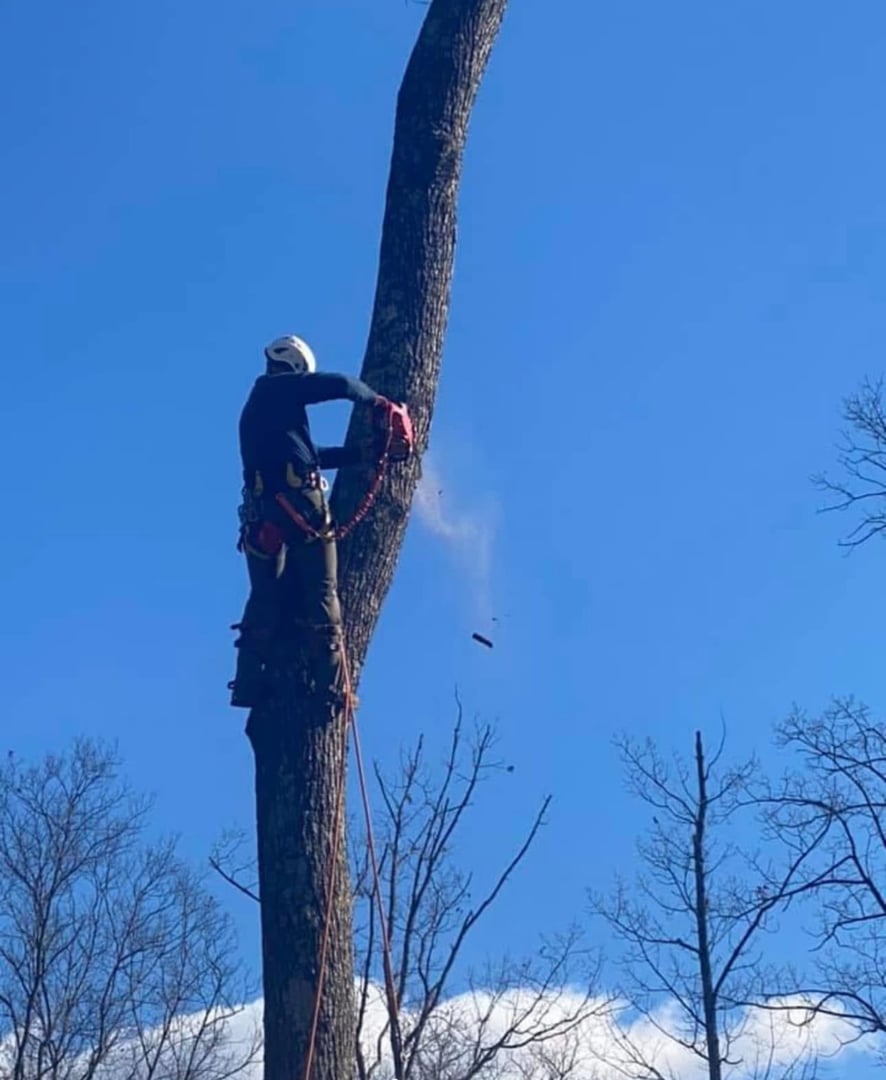 Professional tree trimming work
