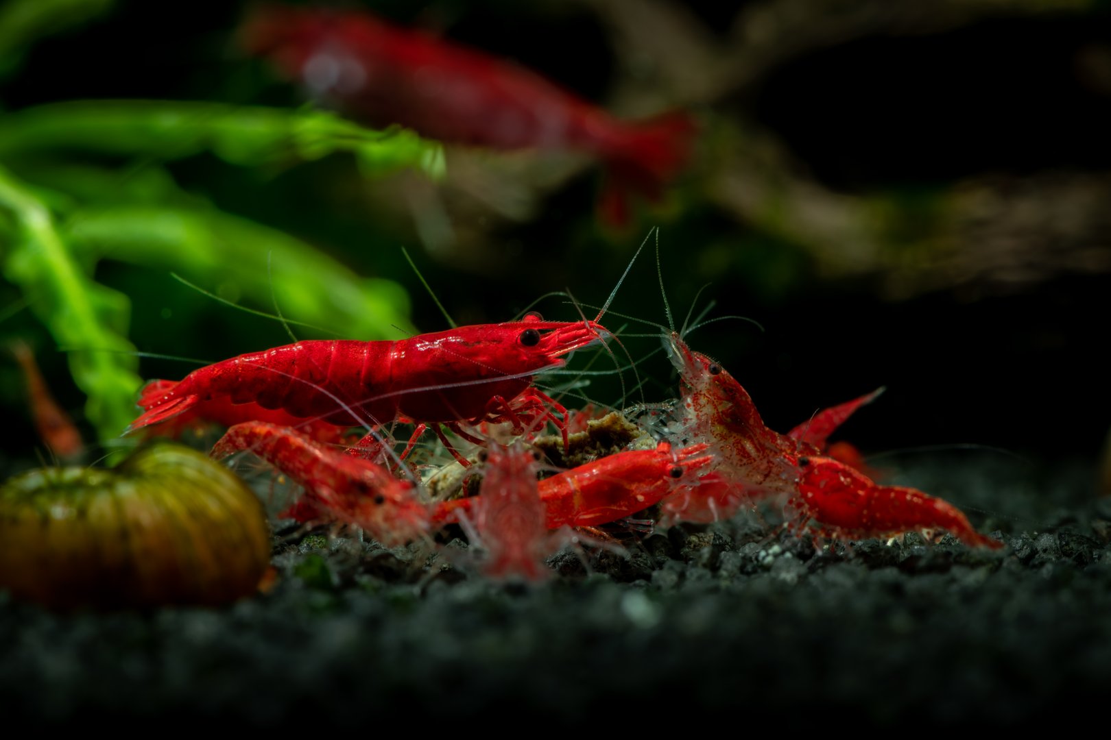Red neocaridina shrimp fire pet aquarium freshwater nature macro