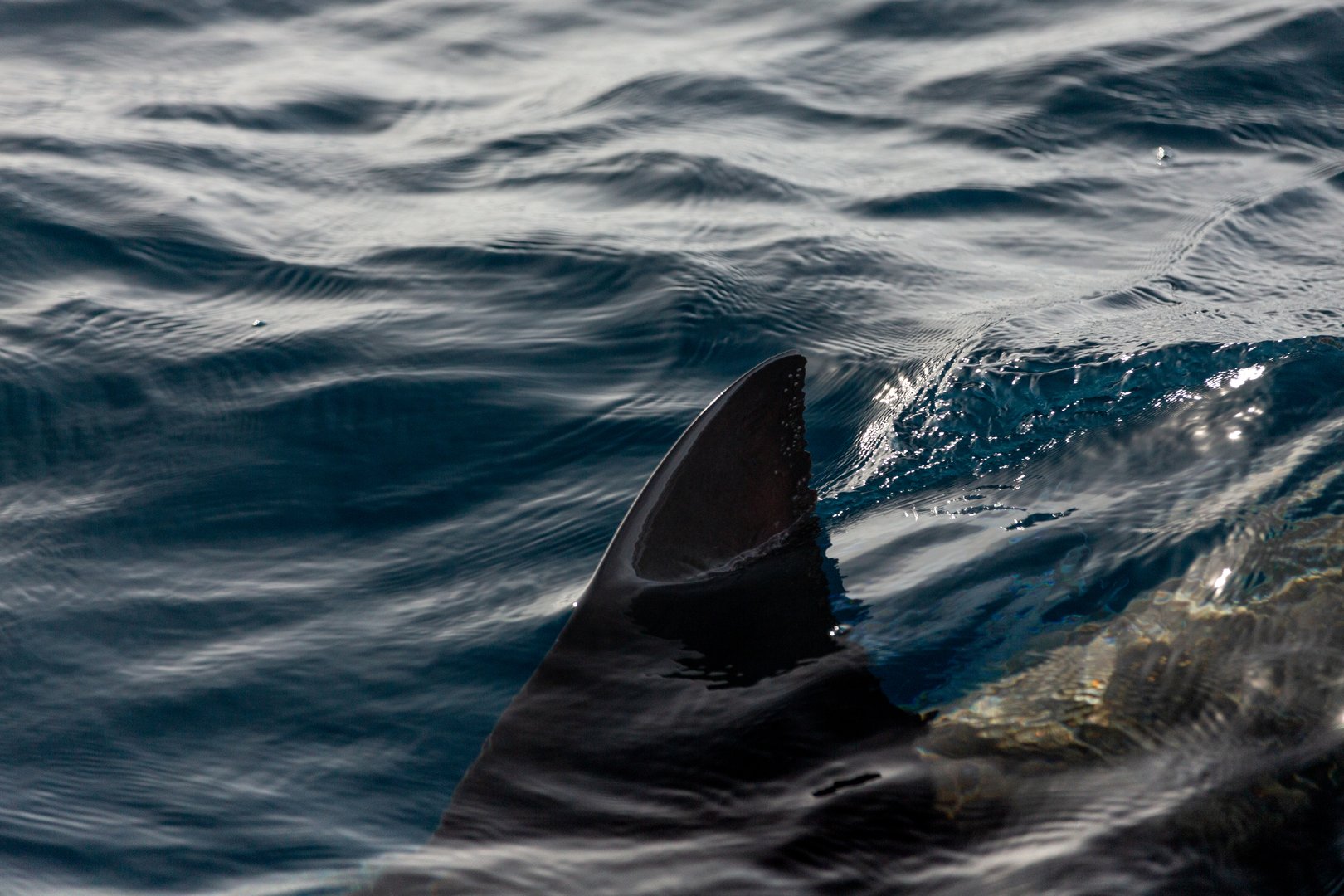 Great while shark swimming along the dark ocean surface