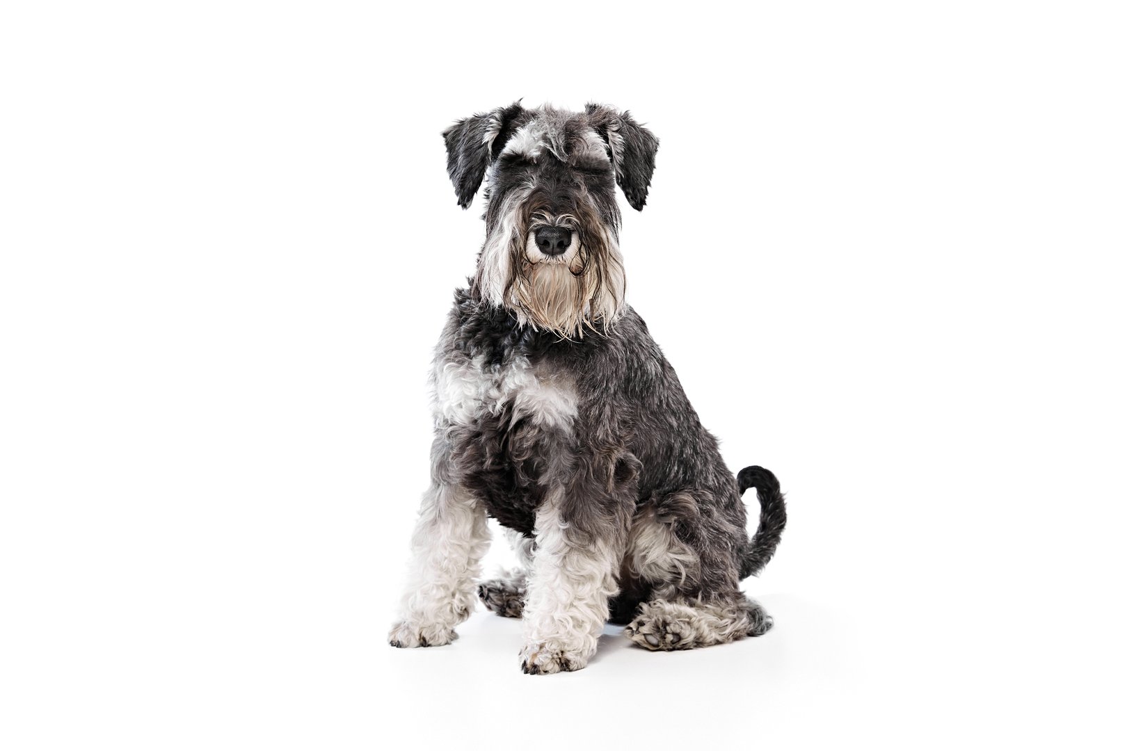 Funny young Schnauzer sits calmly, with closed eyes, demonstrating joy and his cute nature against white studio background. Concept of animals, domestic life, friendship and love, pet lovers.