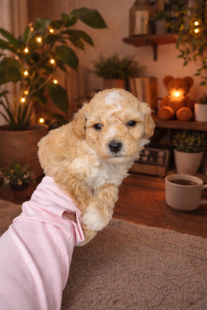 Casanova the Toy Poodle
