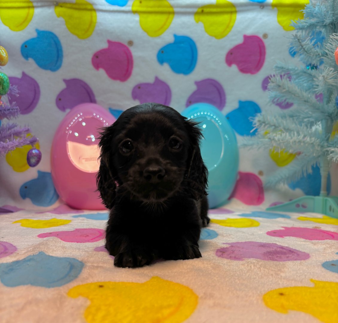 Black puppy lying on a colorful blanket with pastel Easter-themed decorations in the background.