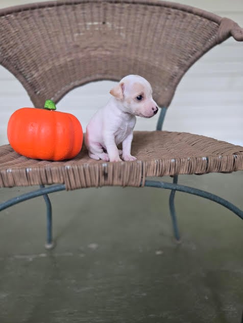 Sweet Jack Russell Terrier puppy available from Tomlin Farms