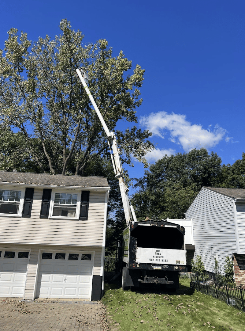 Tree Trimming Project