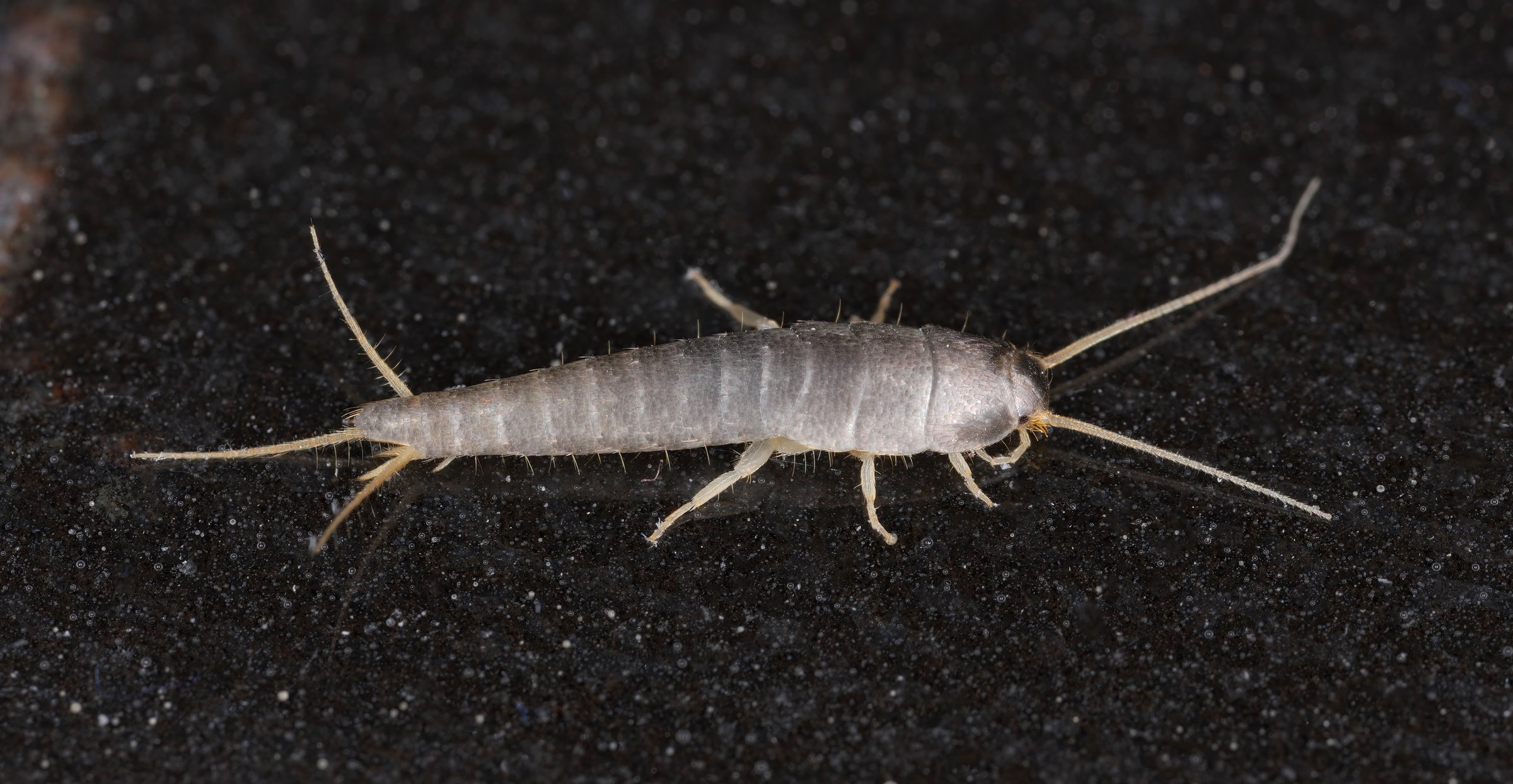 Primitive pest insect silverfish Lepisma saccharina on the bathroom floor.