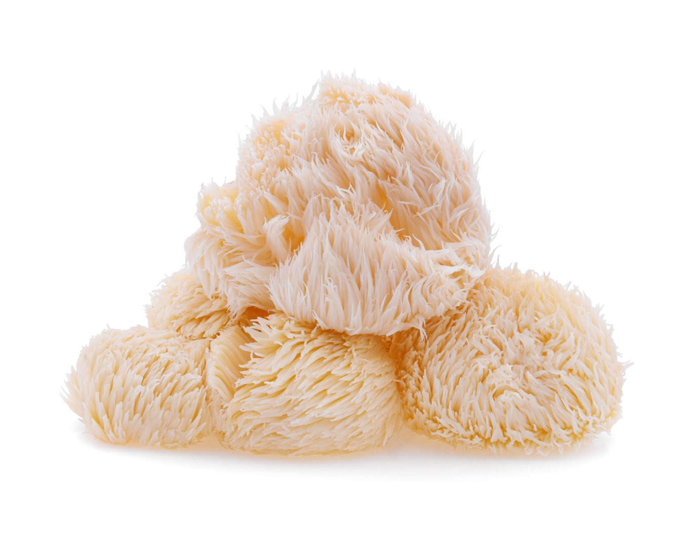 lion mane mushroom isolated on white background
