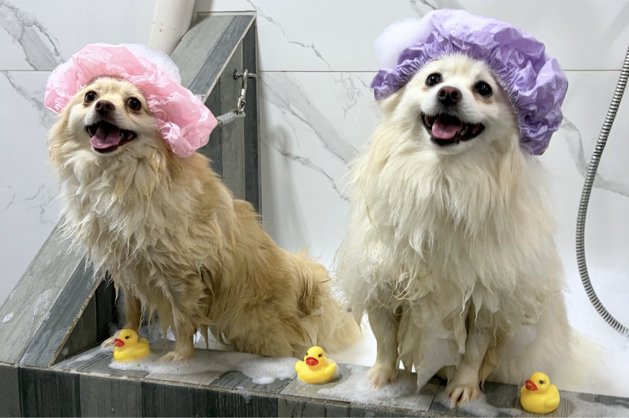 Cortes Profesionales - Huellitas Resort