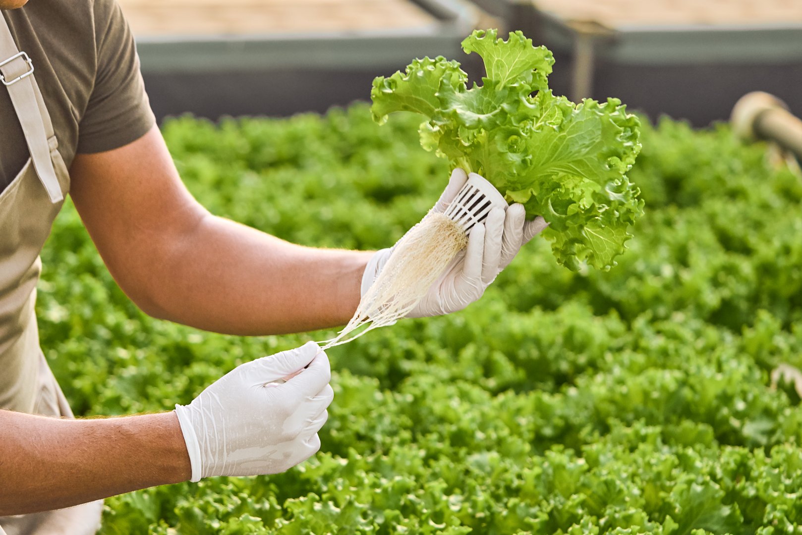 Hydroponisk sallat inomhus