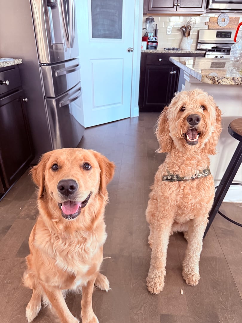 Pet care at Bryson's Pet Services