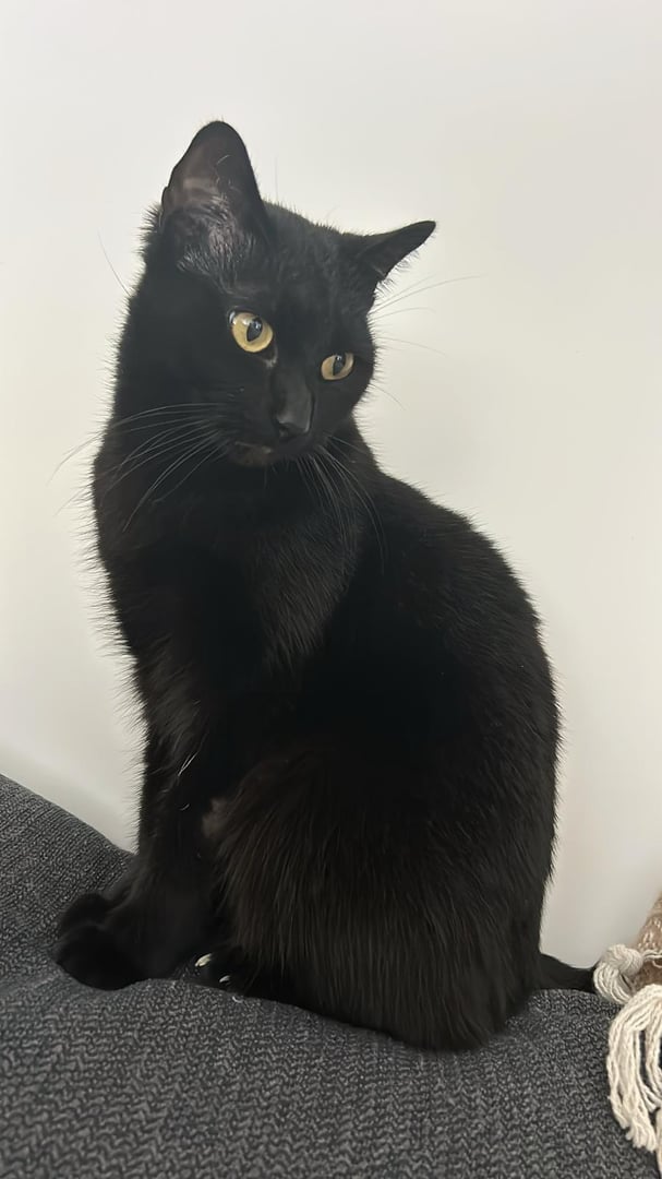 A black cat with yellow eyes sits attentively on a gray surface against a plain white background.