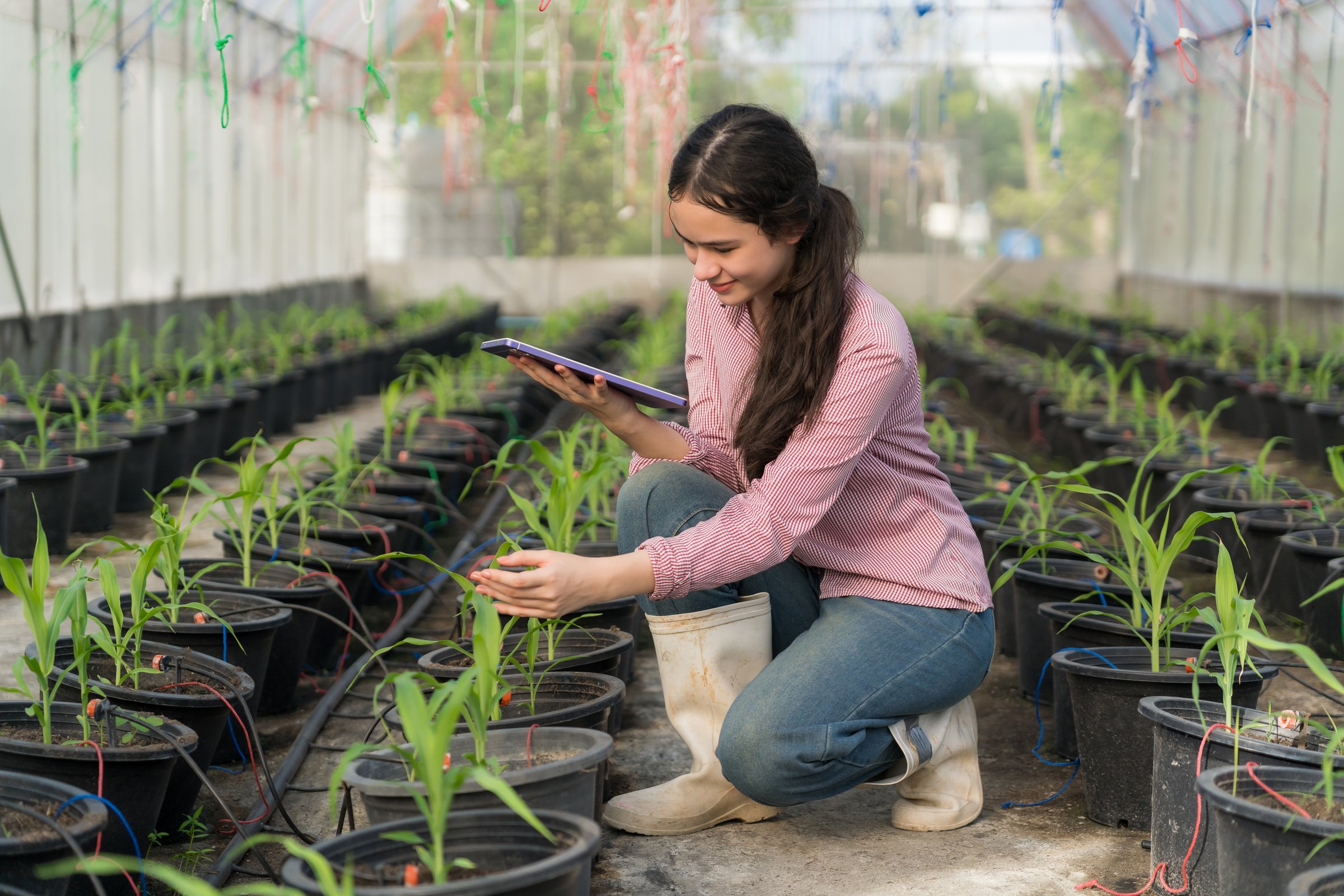 Modern agricultural technology in greenhouse