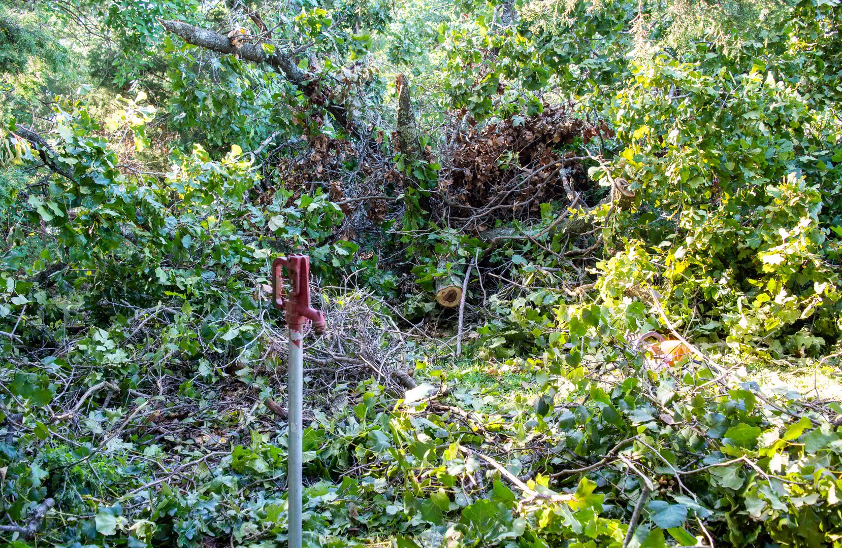 A strong wind storm brought down dozens of trees and branches in a Missouri back yard but fortunately the outdoor water hydrant was spared.