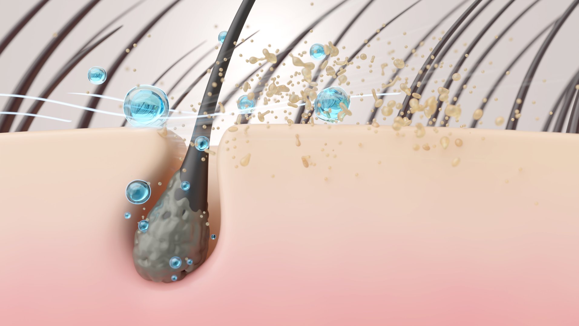 shampoo particles cleansing clogged follicles and removing excess sebum from oily scalp to restore follicle health. 3D cross-section