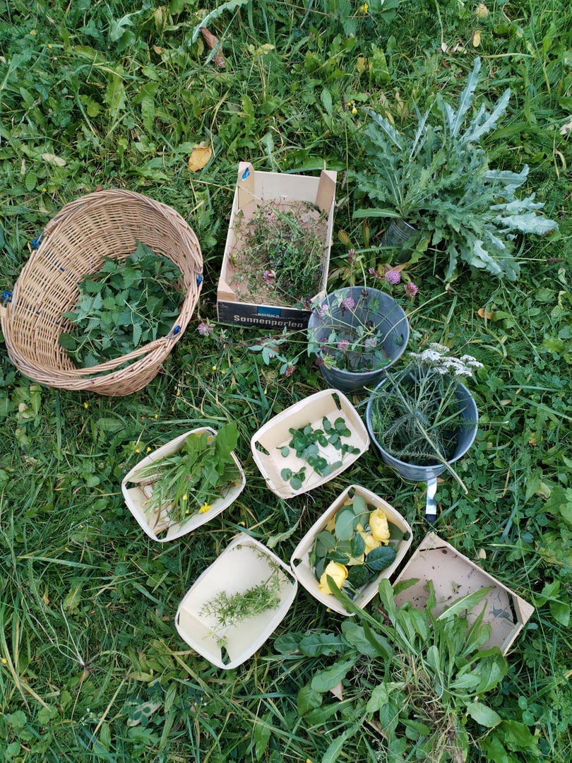 Assorted herbs and plants in baskets and containers on grass, including clover, dandelions, and thistles.