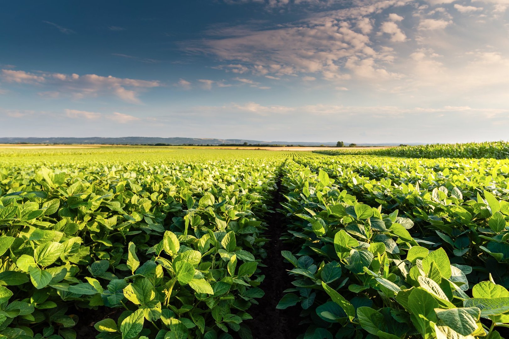 Cultivated land in a rural landscape at sunset