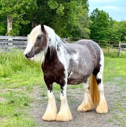 Gypsy horse
