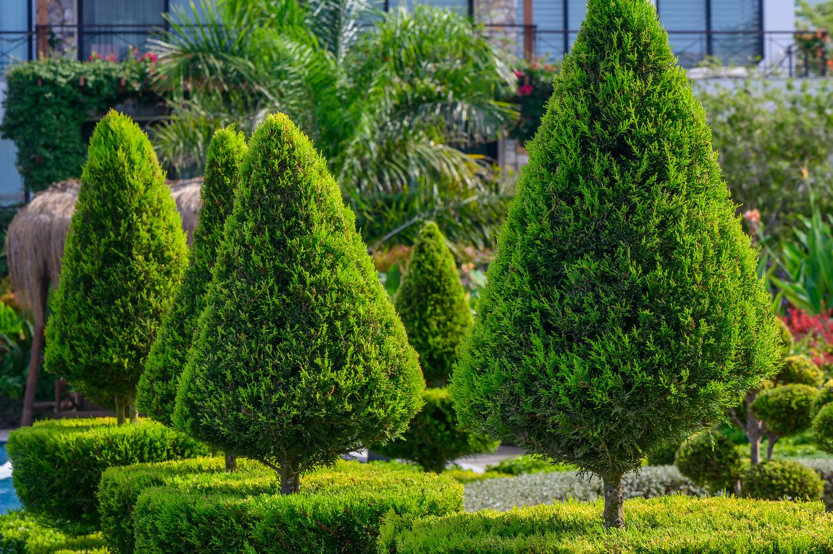 Lush green topiary trees rise elegantly in a well-maintained garden, showcasing their distinct shapes amid vibrant foliage and clear blue skies.