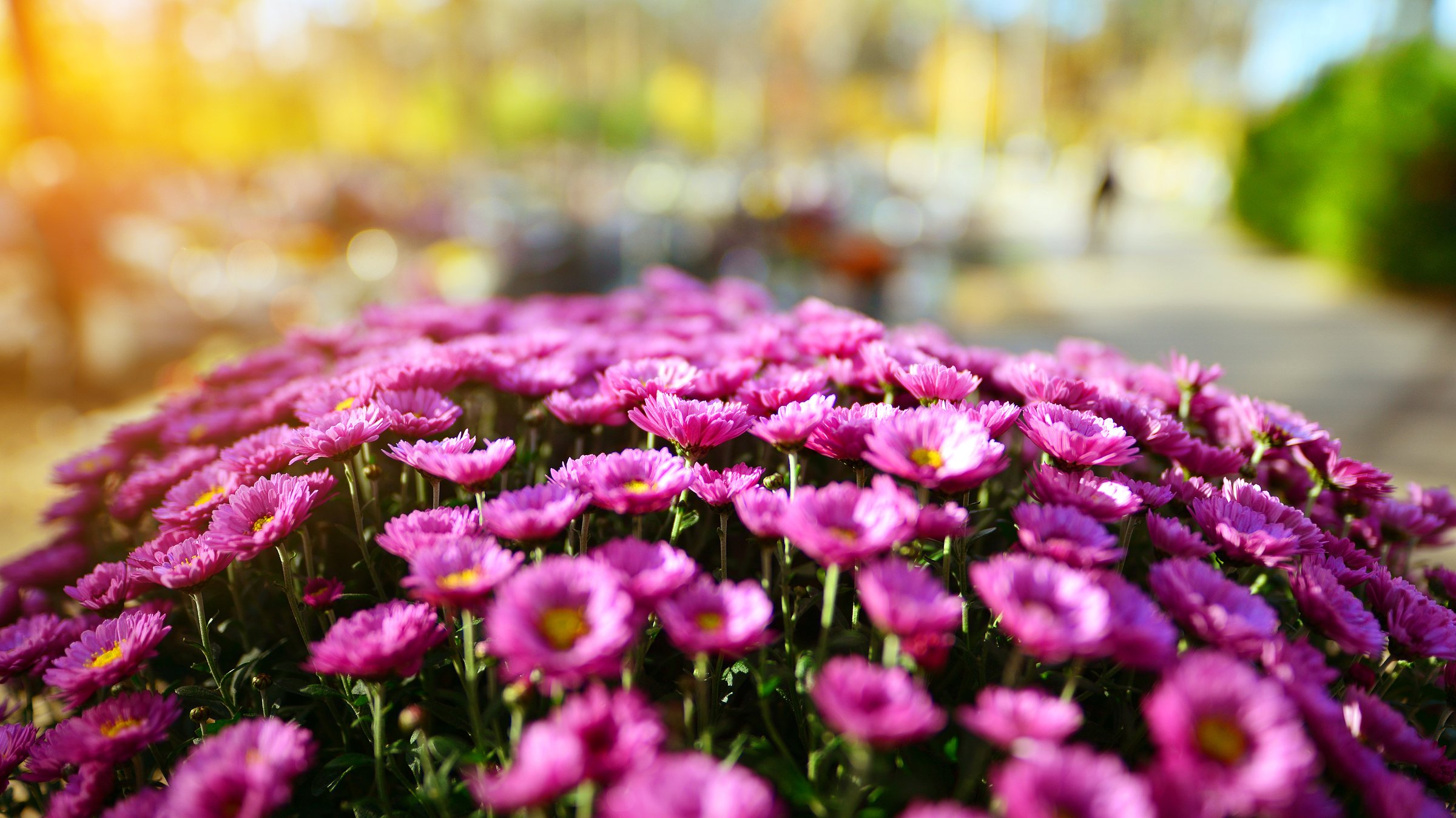 Bunches of purple chrysanthemum flowers.