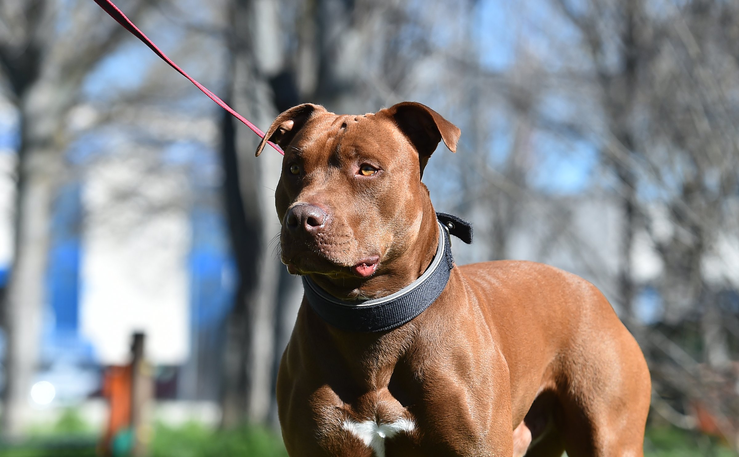 Serious pitbull terrier dog