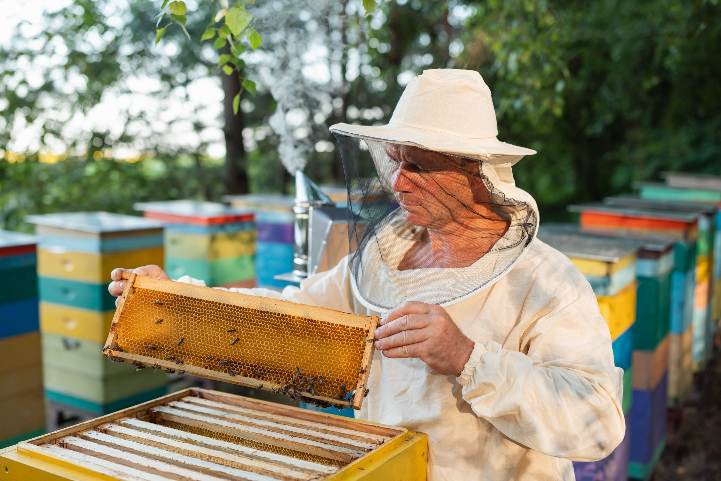 A beekeeper in protective suit and hat holds a honeycomb frame covered in bees, regular inspection of apiary