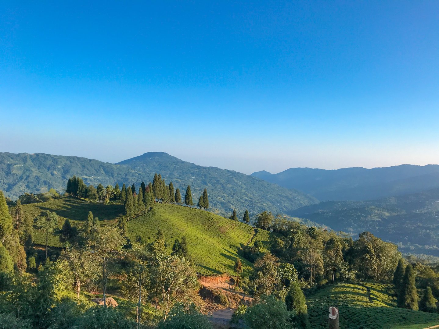 Landscape view of green Tea garden at Illam, Nepal with beautiful mountains and blue sky. Green Tea garden .