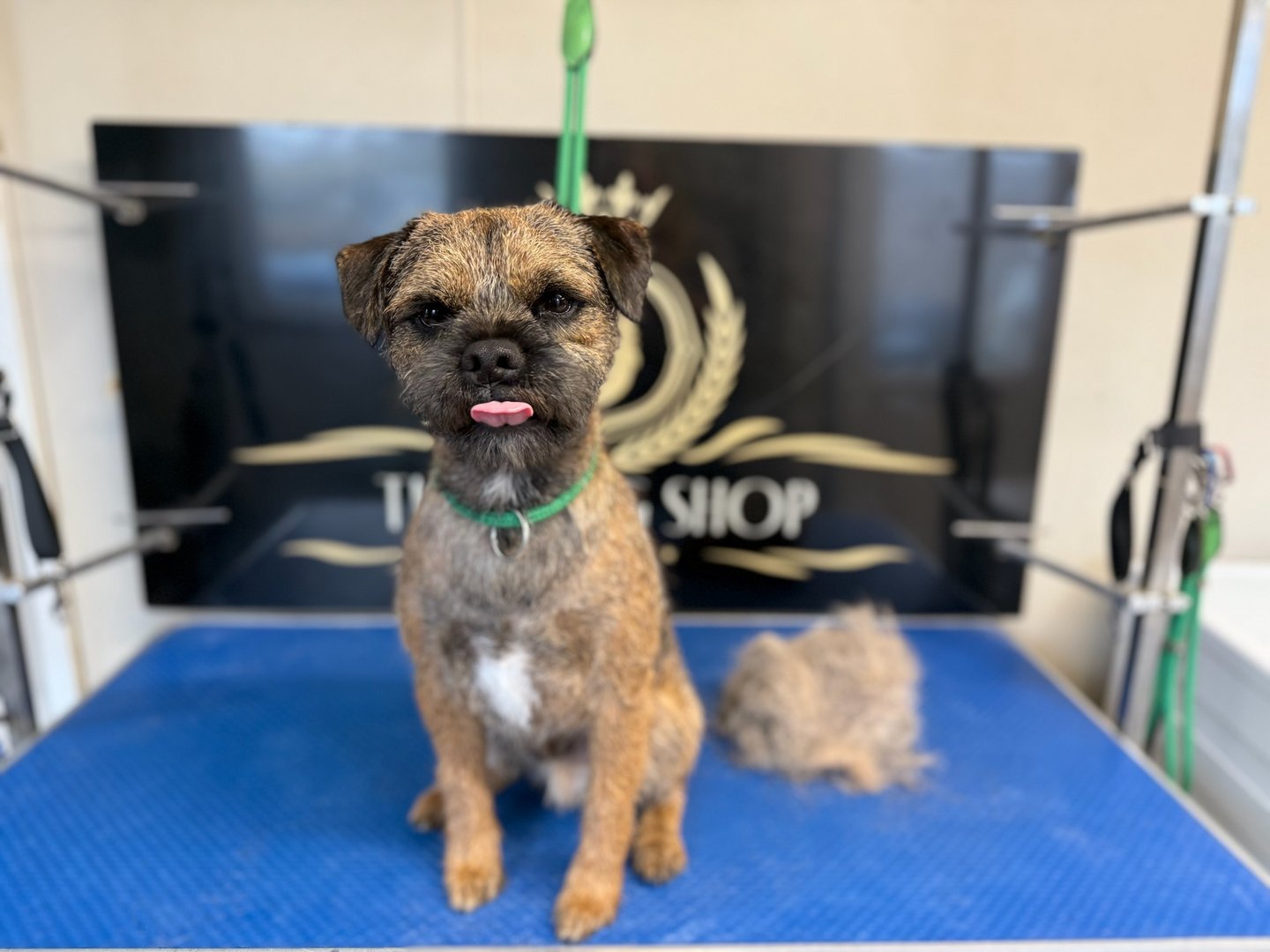 Groomed dog at The Dog Shop Ashbourne