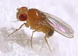 Fruit Fly identification guide