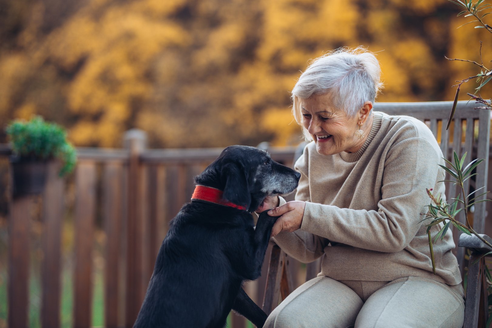 Lovely older woman playing with her doc on terrace during warm autumn day. Fall season and seniors.