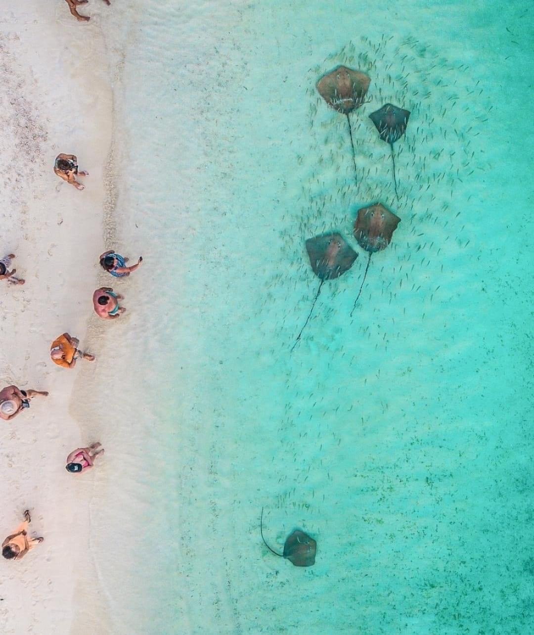 Aerial view of people on the beach and stingrays swimming in clear turquoise water near the shore.