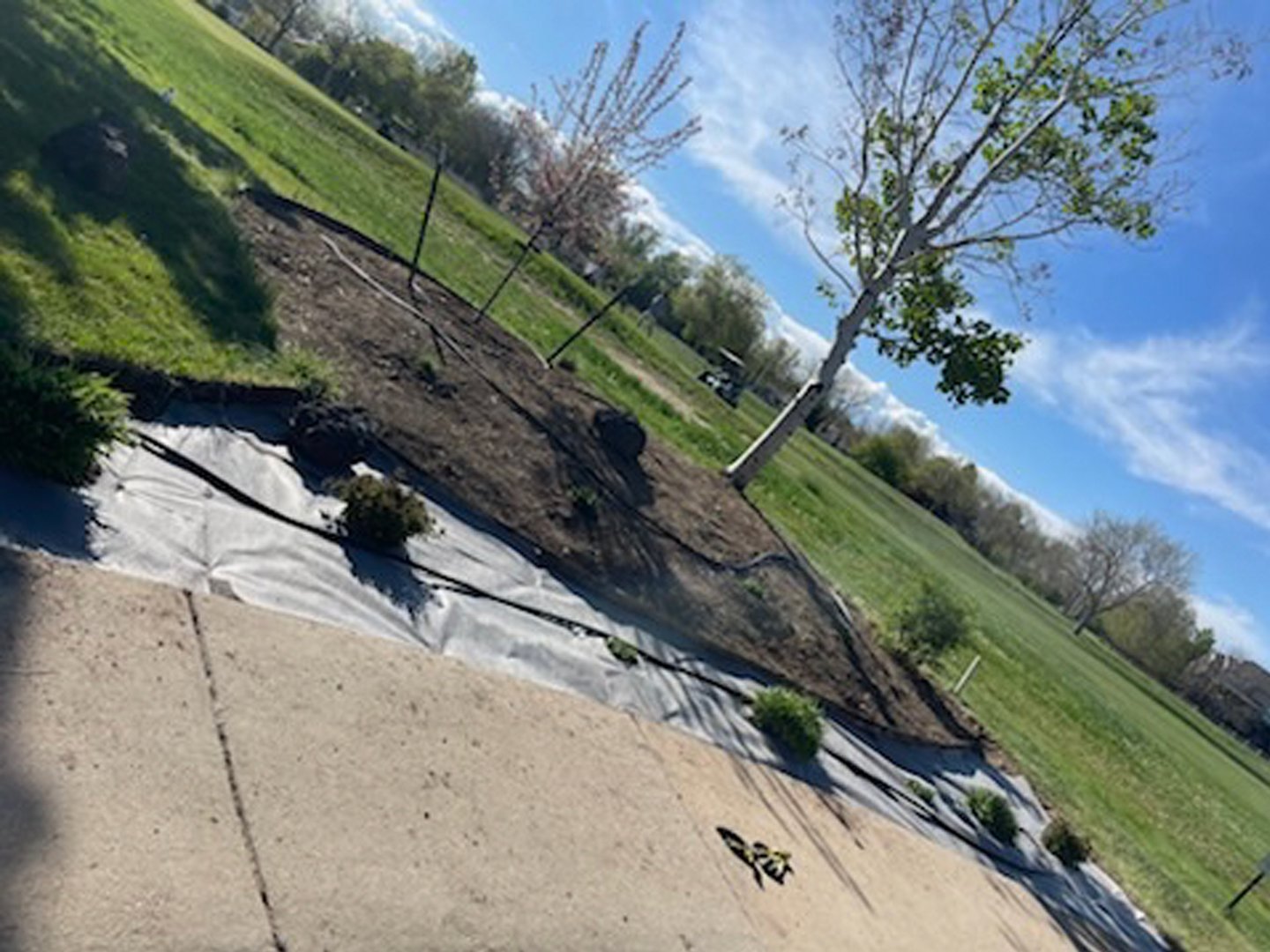 Landscaped garden area with young trees and shrubs, bordered by black fabric, on a sunny day next to a concrete walkway.