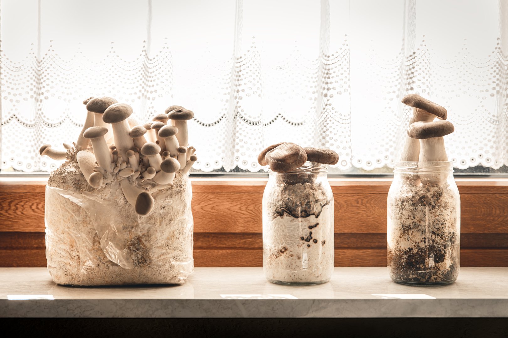 Home mushroom grow kit