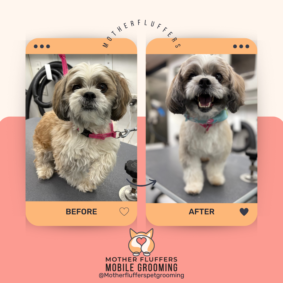 Mother Fluffers mobile grooming service