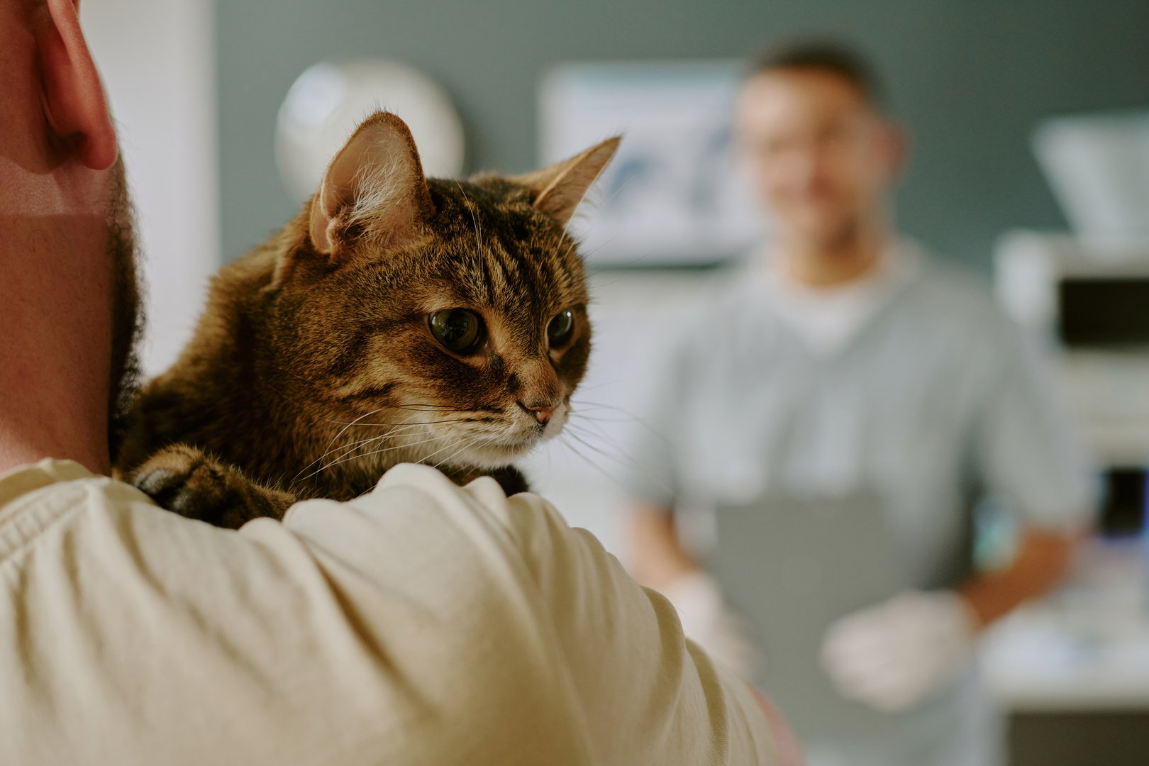 Tabby cat safely held by owner during veterinary visit, with a veterinarian ready in background examining another patient