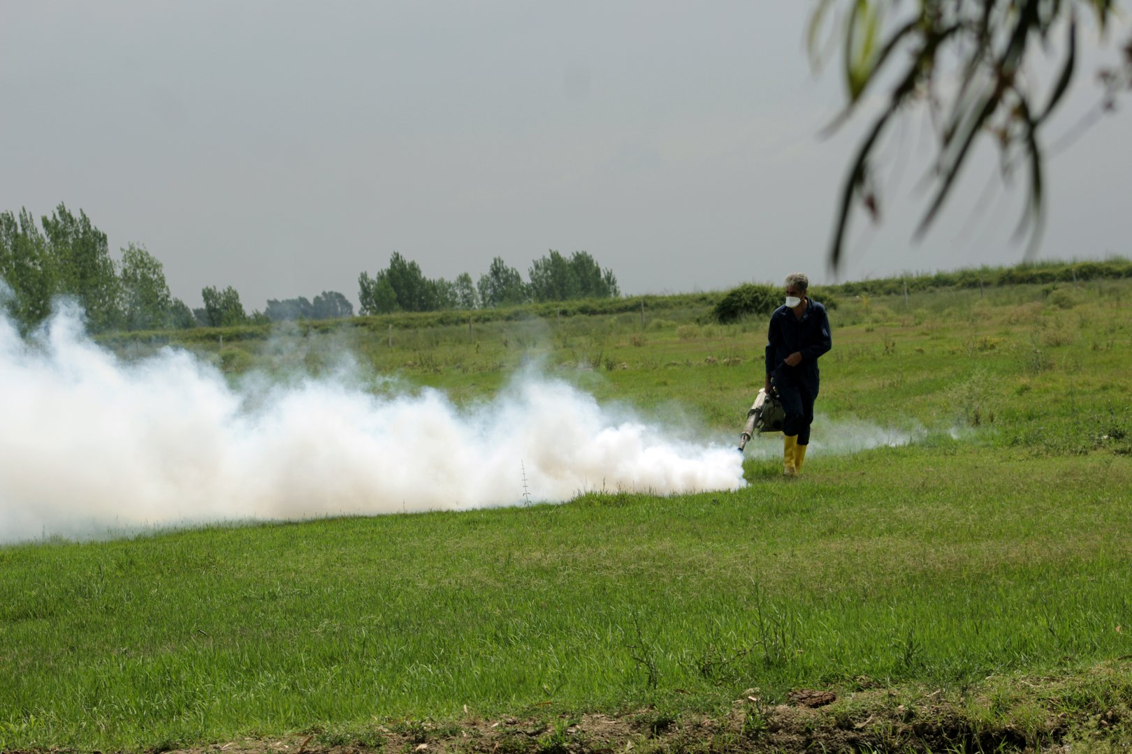 Thermal fog, nonurban, pest, mosquito, Simulium, phlebotom,