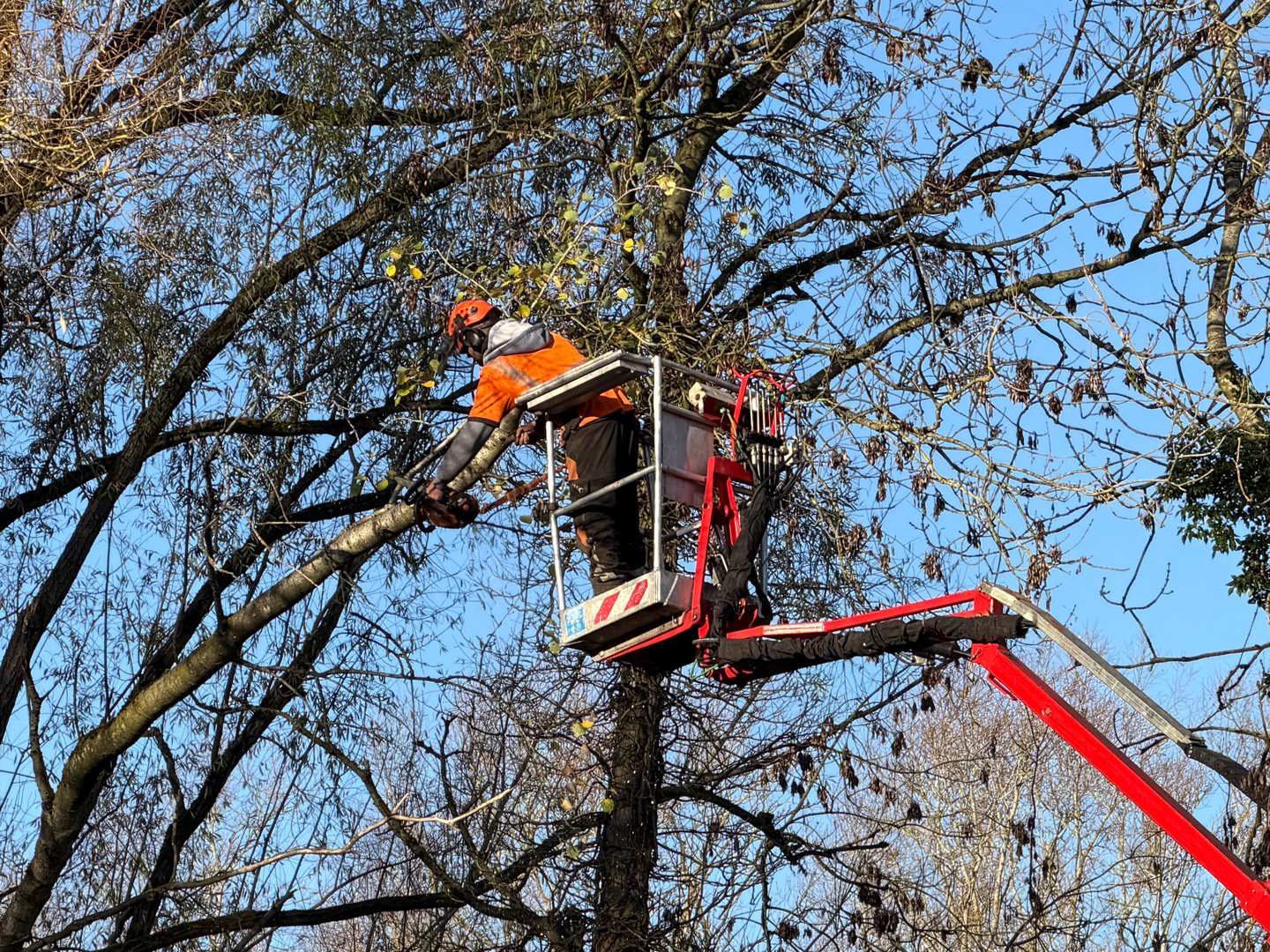 November 18th. 2025 Redditch Worcestershire England UK. Tree surgeon on cherry picker trimming trees and chopping down branches. Sunny day in Autumn.