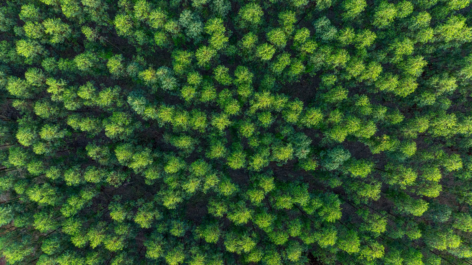 90 degree view of eucalyptus plantation - drone view