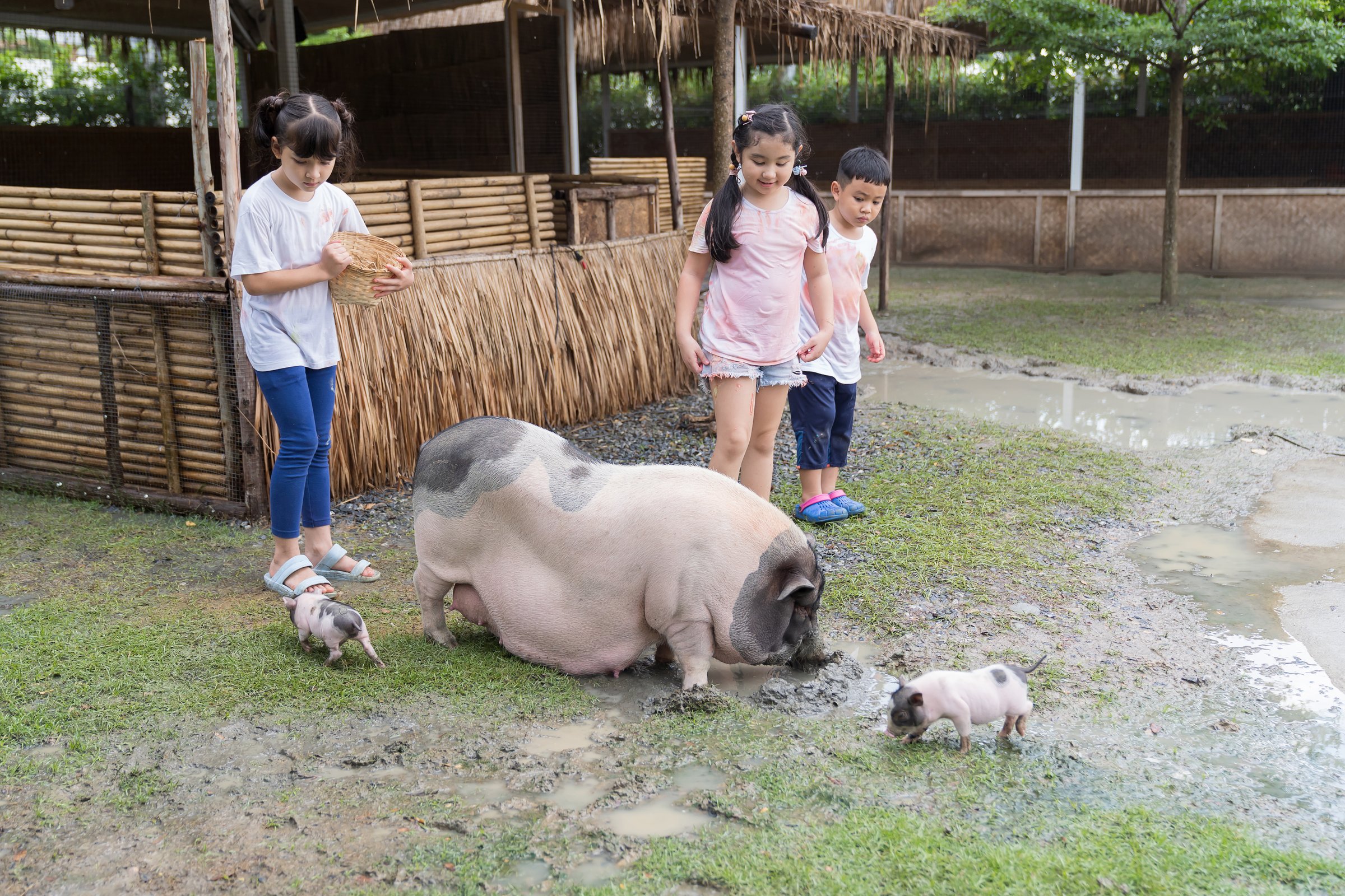 Children playing on farm