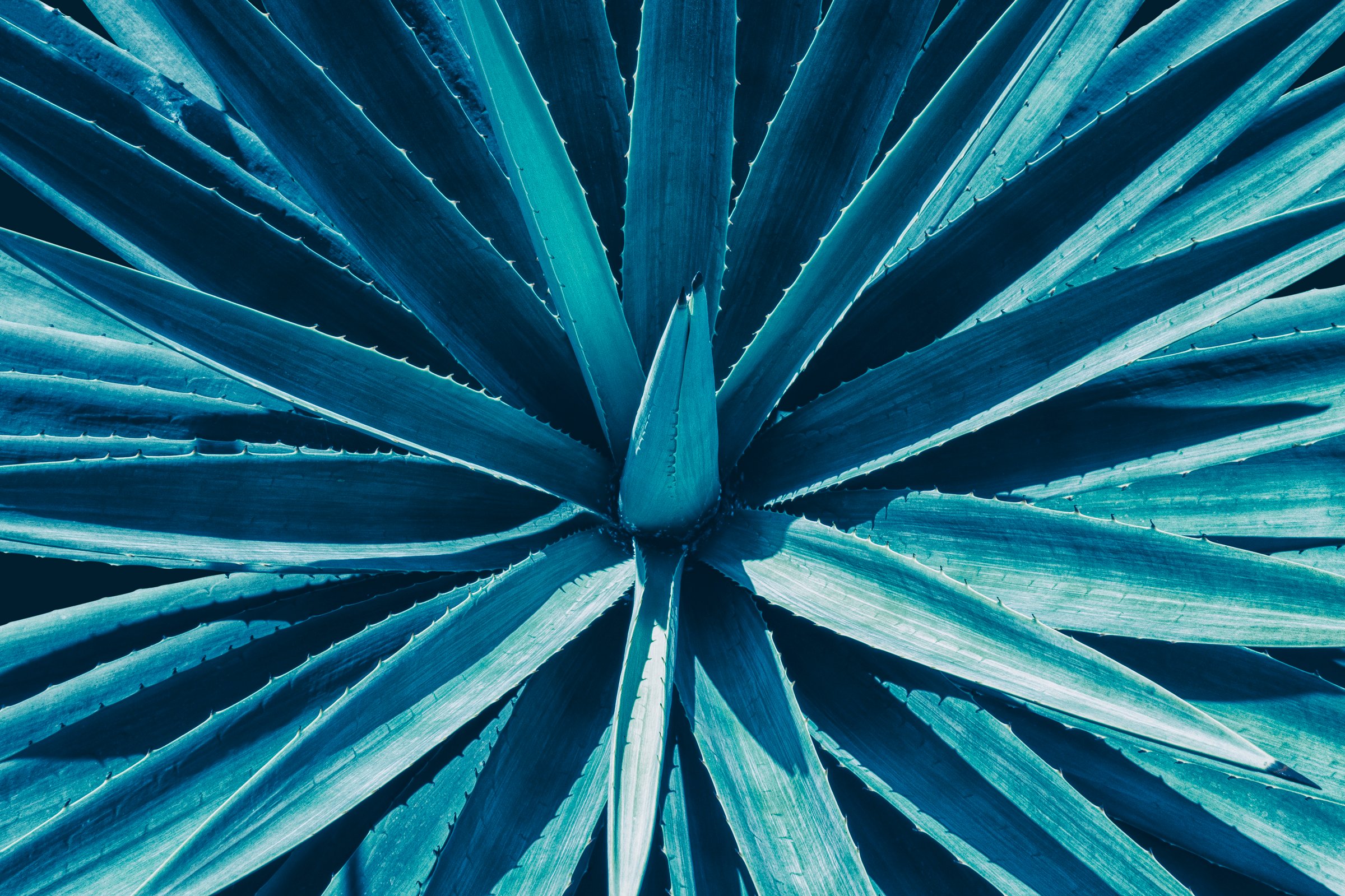 agave plant, blue toned