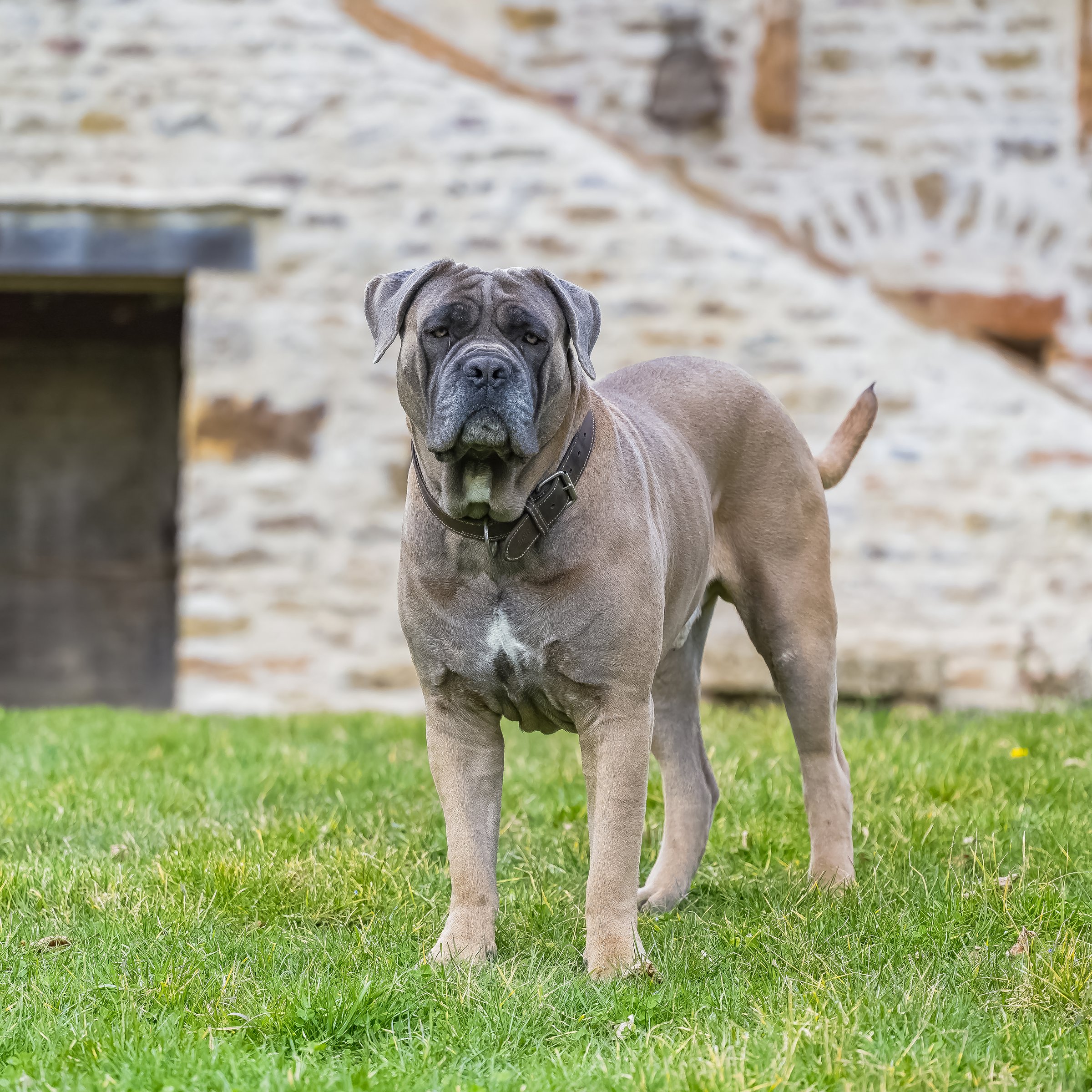 A dog cane corso , in Burgundy, dog the guards the house