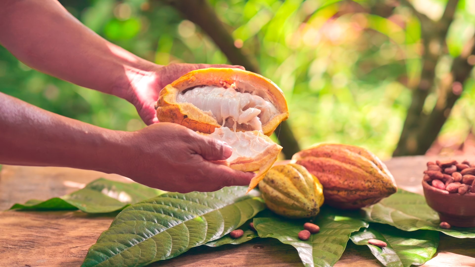 Farmer shows a beautiful open vineyard of ripe cocoa.