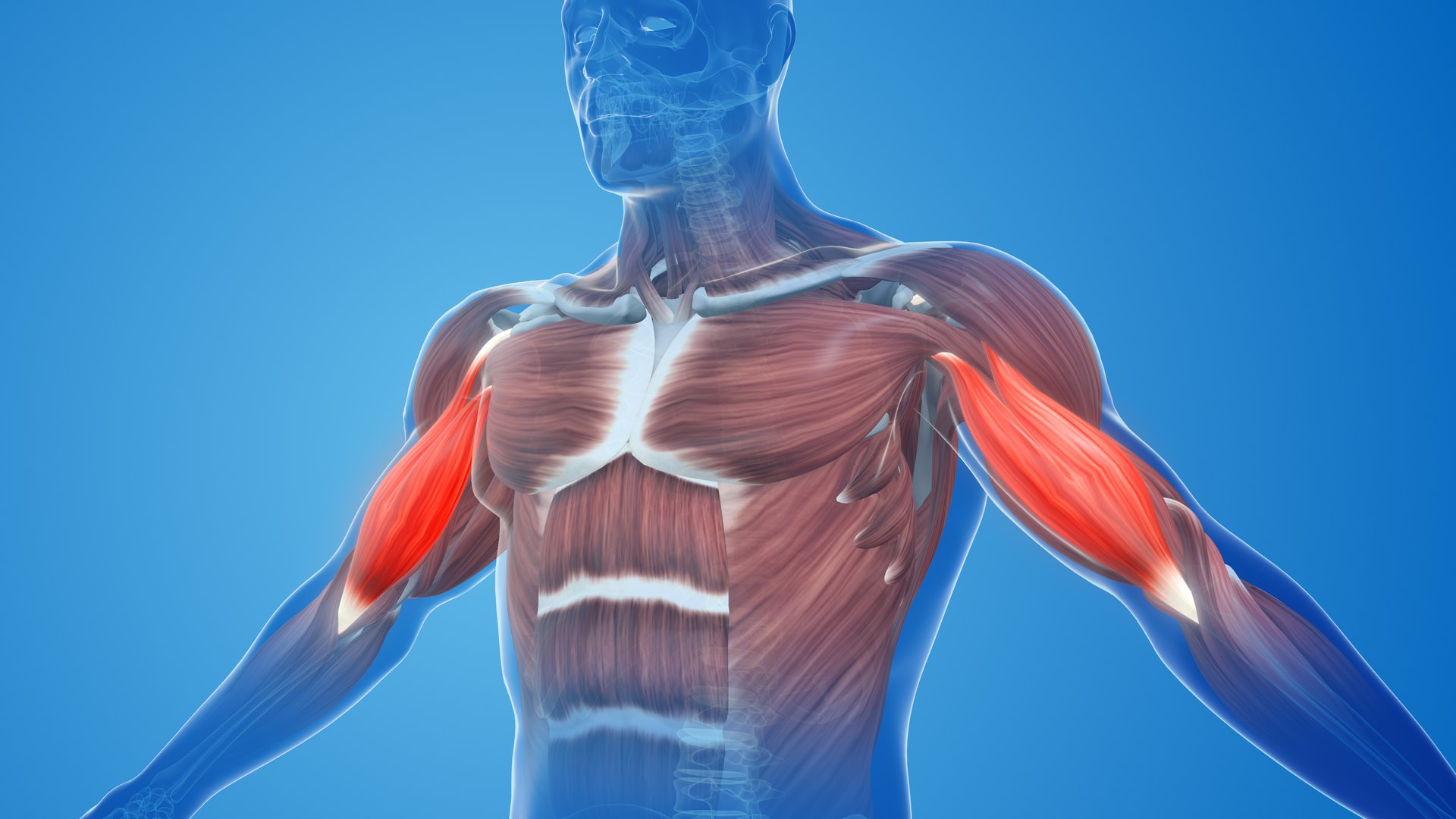 Biceps muscle anatomy showing the two-headed muscle structure of the upper arm