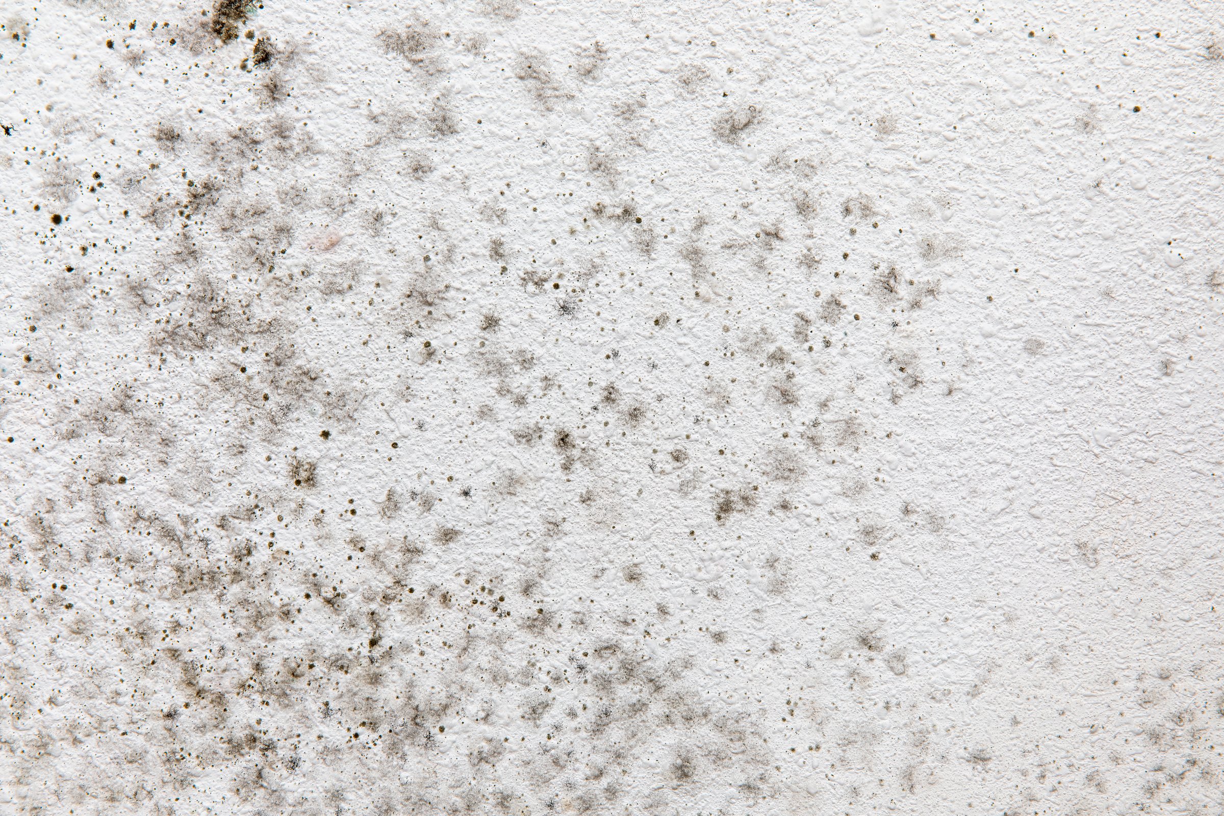 Beginning of Black Mold on a White Wall, Health Hazard, Stachybotrys chartarum