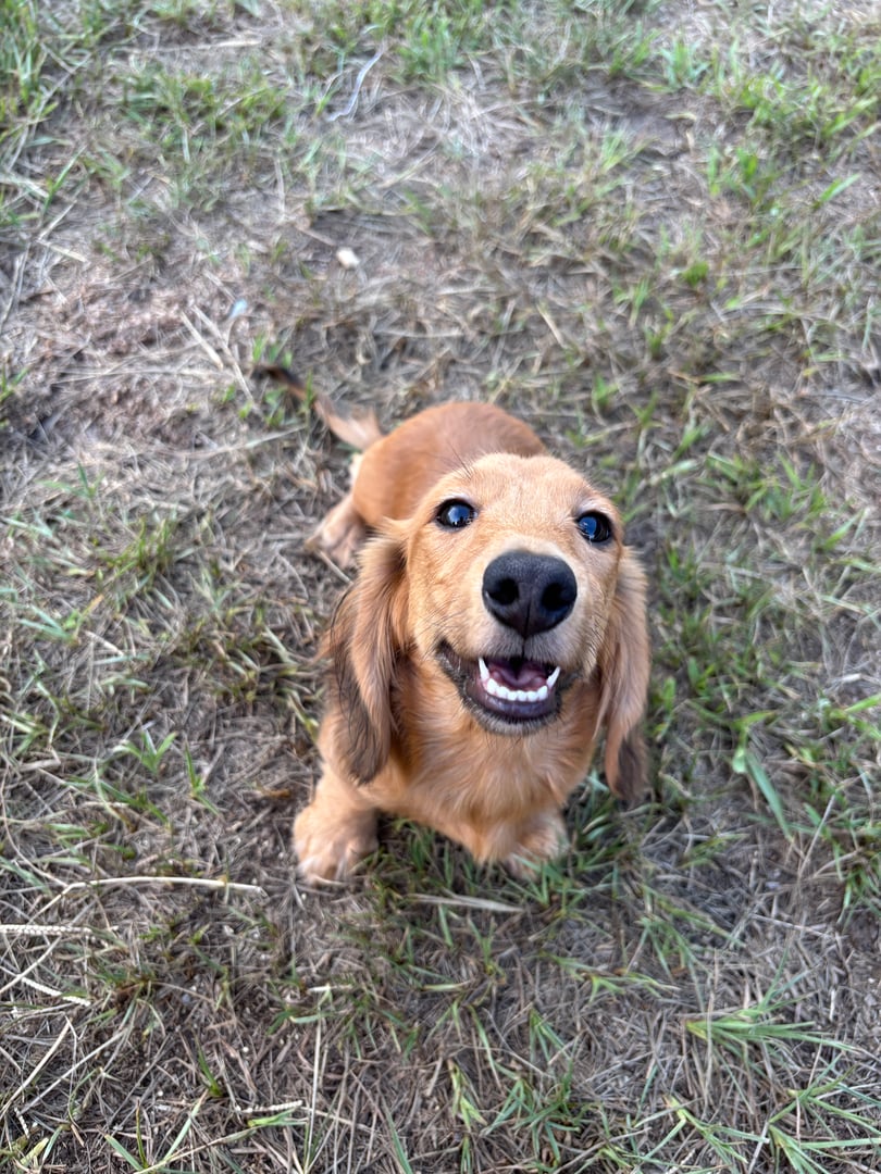 Dewey the dachshund