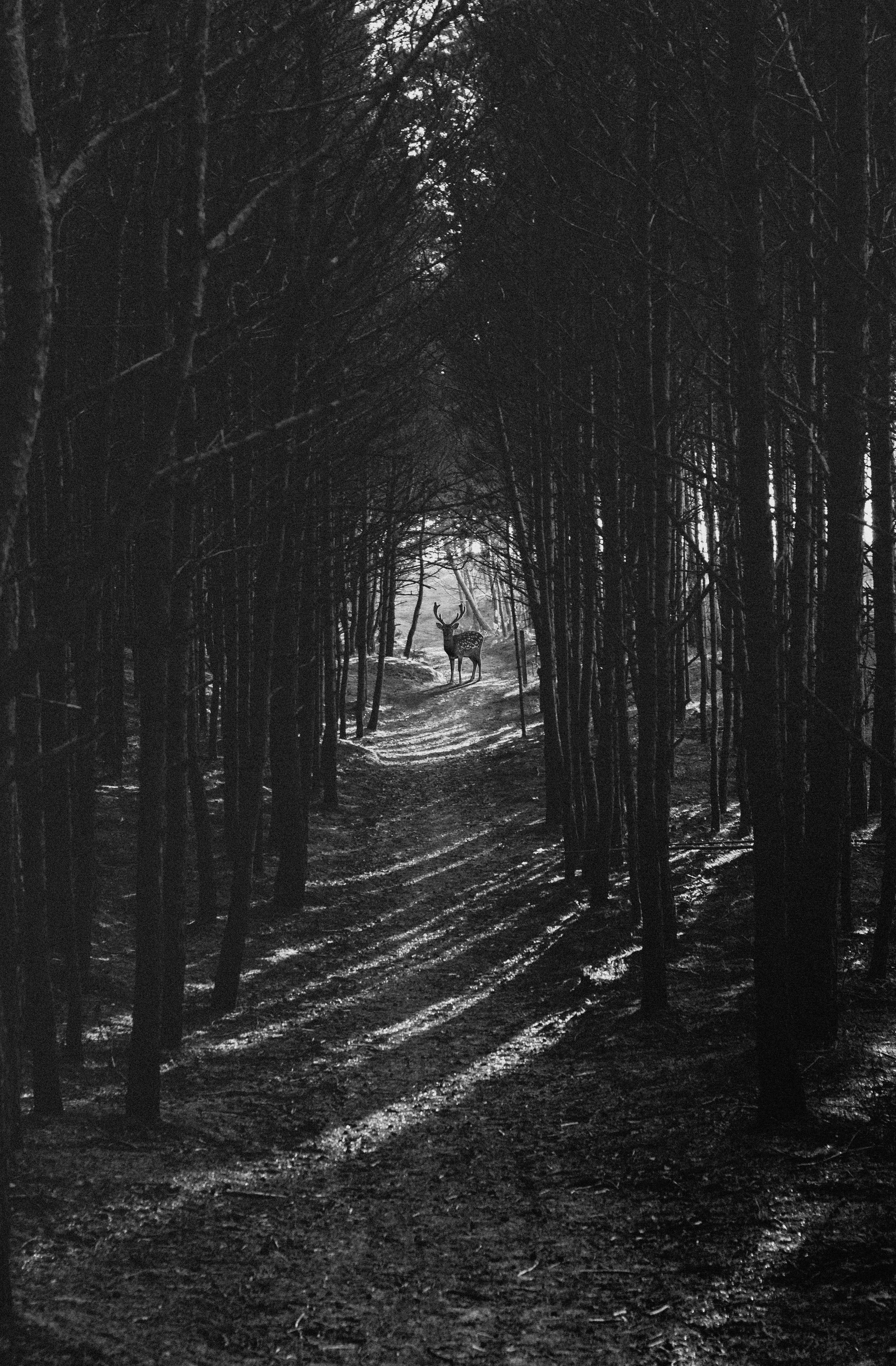 A deer stands on a narrow forest path surrounded by tall trees, with dappled sunlight creating a serene, natural setting.